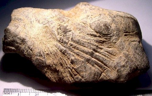 Incised Limestone Bird-human Figure - Day's Knob Archaeological Site