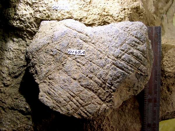 Incised Limestone - Day's Knob Archaeological Site