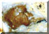 Bird Microfigure - Artifact from Day's Knob Archaeological Site