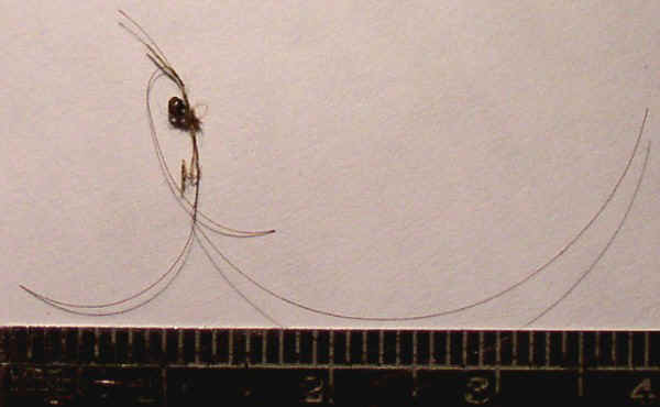 Hair and Fiber Artifact from Day's Knob Archaeological Site