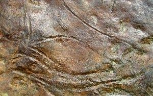 Bird Petroglyph - 33GU218