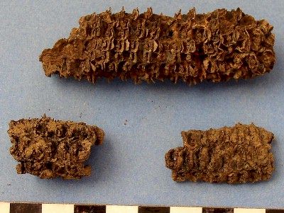 Maize Cobs from Dave Gillilan Cache