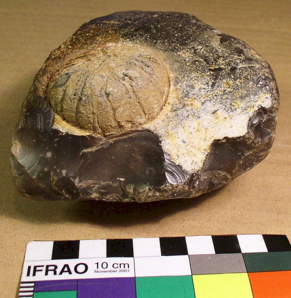 Flint Artifact Trimmed to Frame Echinoid Fossil Inclusion, Gro Pampau, Northern Germany
