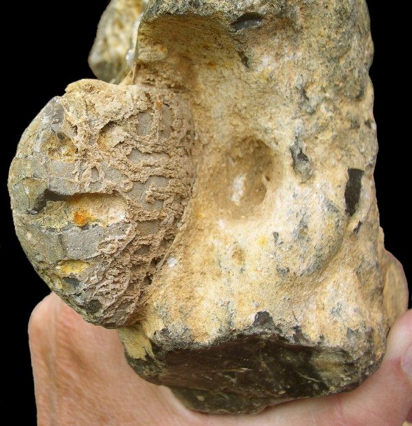 Flint Figure with Echinoid Fossil Inclusion, Gro Pampau, Northern Germany